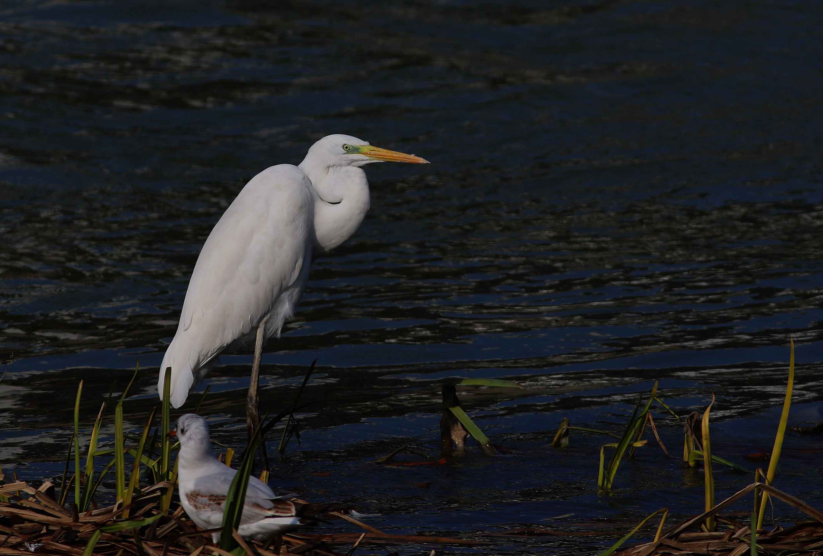 Great Egret